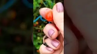 Опять про томаты-гномы.