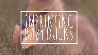 Imprinting Ducklings