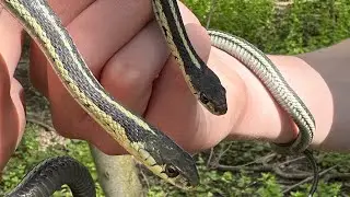 Snake moving in slow motion