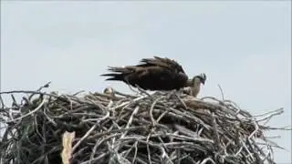 Osprey nest, Keith County, Nebraska, July 2016
