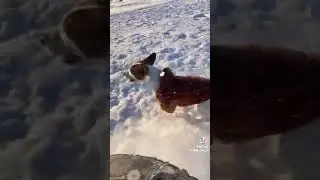 Весело было хозяину , и собаке