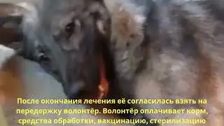 Собираем Тотошe на корм!! Eй нужeн дом! #всемпособаке #собакавдом #dog #собакадруг