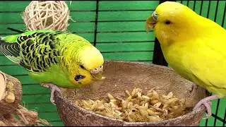 7 hours of relaxing budgie sounds