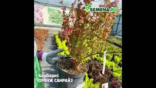 Барбарис Оранж Санрайз