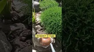 Формировка санталины и лаванды