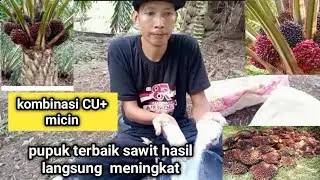 Pupuk perangsang buah paling jos gandos