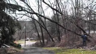 Tree 1