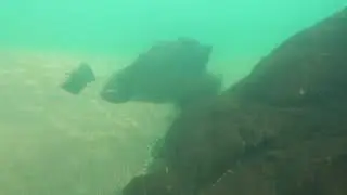 Japanese River Snorkeling
