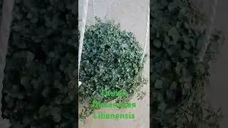 пилея ливанская Libabensis