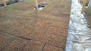 город Палласовка выращиваем арбузы