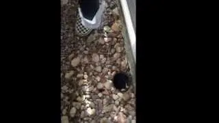 Ciekawy sposób na uratowanie kaczuszki