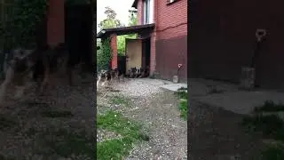 Передержка