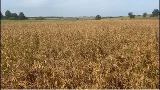 Соя аполло. Огляд на достигання, замір вологи.
