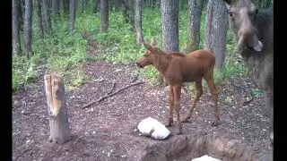 В Башкирии попало на видео, как лосиха приучает детеныша питаться солью