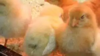 Easter 2011: Baby Chicks