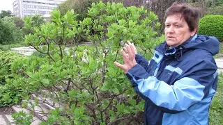 ПРОГУЛКА по БОТСАДУ.  ГОРТЕНЗИЯ  МЕТЕЛЬЧАТАЯ  PANICULATA