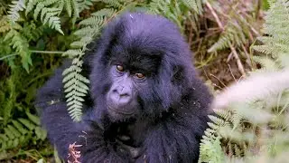 Why Gorillas Are Critical To Our Planet | Dian Fossey Gorilla Fund #climatechange #conservation