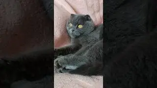 Є кіт 🥰 #catsofyoutube #смішнівідео #гумор #scottishfold