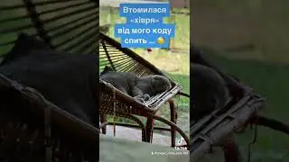 Котам також тяжко дається програмування, як є 😅 