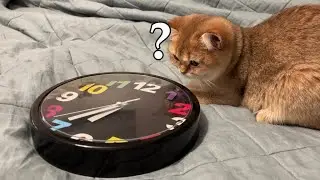 Кошка и ЧАСЫ 😸🕐