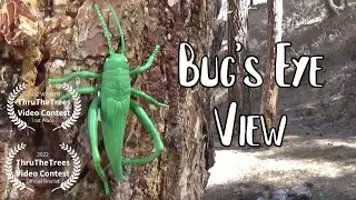 Bug's Eye View | ThruTheTrees 2022 Video Contest 1st Place Winner