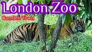 Trip to LONDON Zoo |Camden Town London | ZSLLondon Zoo.