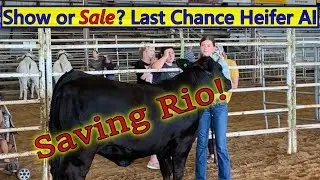 Do or Die Cattle AI: Rio's last chance to breed by artificial insemination