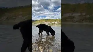 Bernese Mountain Dog Puppy Playing Along a River