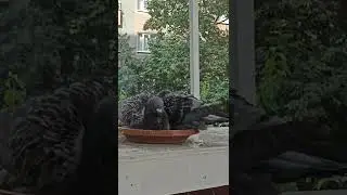 Güvercin banyosu