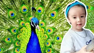 Khám phá thế giới | Minh Sun tham quan VƯỜN THÚ THỦ LỆ | Các loài chim cảnh