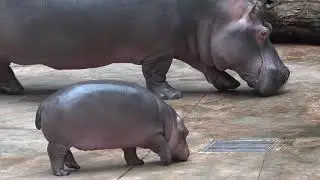 Wroclaw zoo - Hippopotamus Nijlpaard