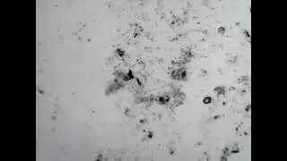 Вода из подставки новогодней ёлки.