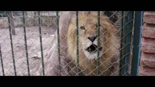 Argentina Rescue