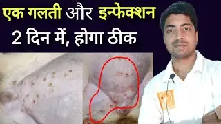 कुत्तों के पेट में से लाल दाने कैसे हटाए! How to remove red spot in puppy / dog stomach at home.