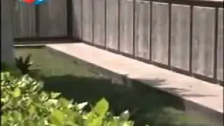 Kör Edilen 15 Bin Osmanlı Askeri