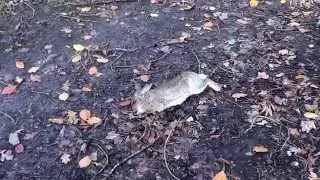 rabbit attacked by fox