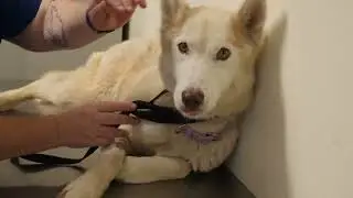 Beautiful husky left to starve