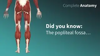 Popliteal Fossa - Neurovascular contents