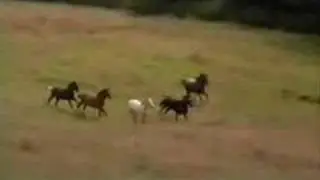 03. BLACK BEAUTY - GANG ON THE RUN (1994 SOUNDTRACK)