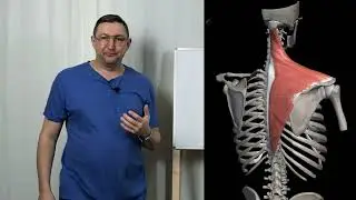 Как правильно снимать напряжение с трапециевидной мышцы