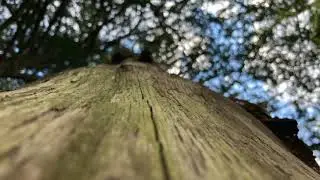 the woods