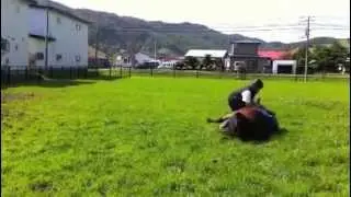 Laying a horse down without ropes