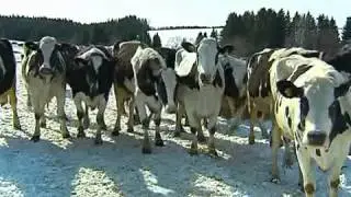 Вся правда о молоке