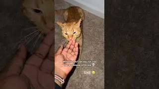 When you have a sassy cat 😭