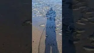 Крупный уёк выбрасывает на берег в Невельске