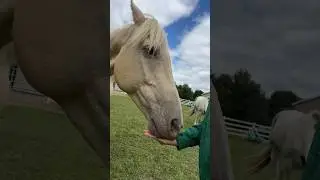 Horse eating treats ASMR