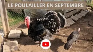 Le Poulailler en Septembre - fini les POUX Rouges