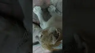 he is eating 🙂