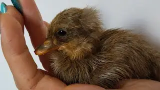 Цыплята и цесарята в теплице. Павлины. Две индоутки вывели утят. Выводы 2-5 августа.