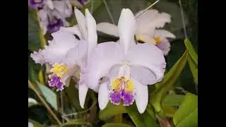 Exposición de Orquídeas marzo 3, 2024